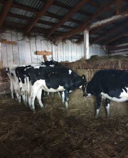 Jałówka Wysokocielna HF