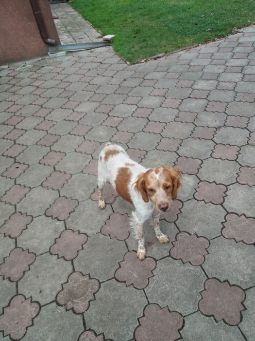 Продам  дорослу робочу лягаву Французьку спанієль