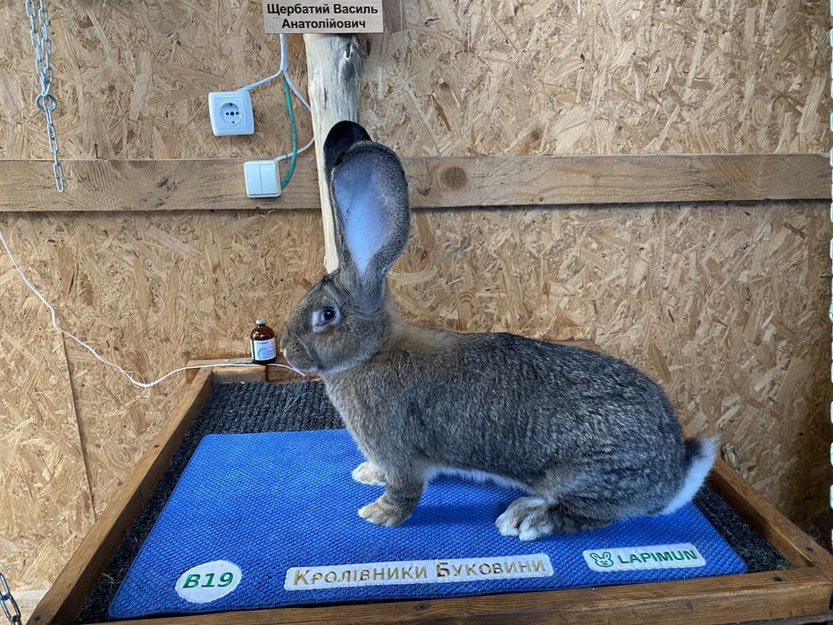 Бельгійський Велетень