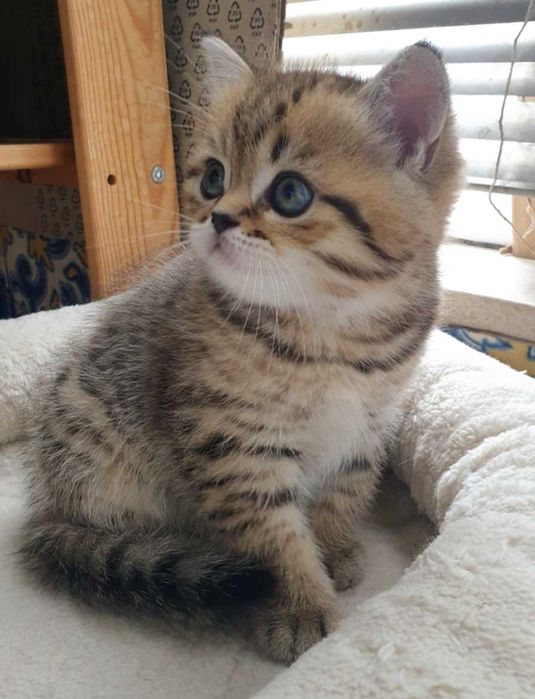 Gatinho scottish straight