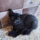 Gatinho 2 meses para adocao  zona lisboa