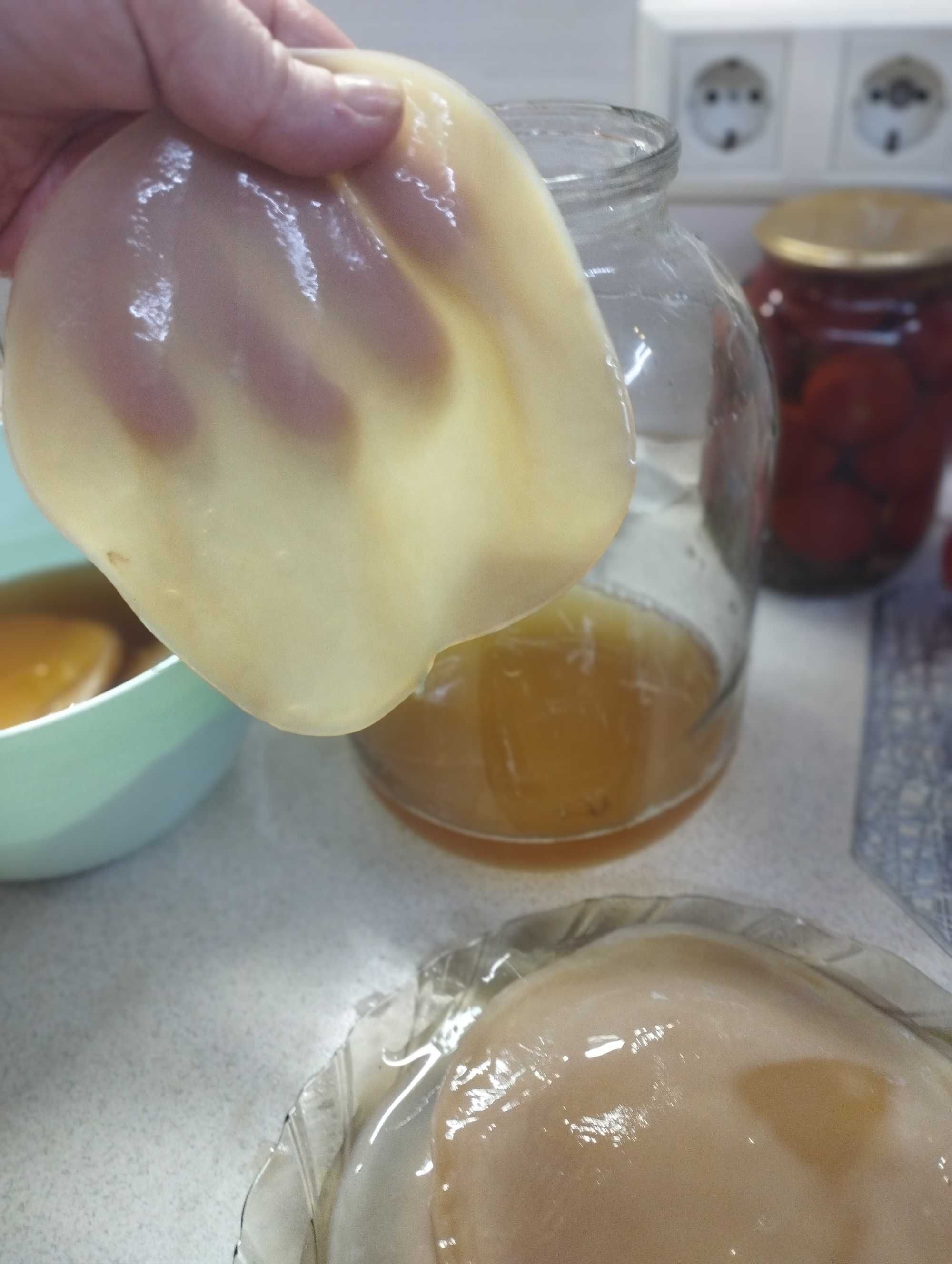 Чайний гриб , kombucha