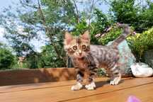 Kocurek bengalski kaszmirowy CHARLI