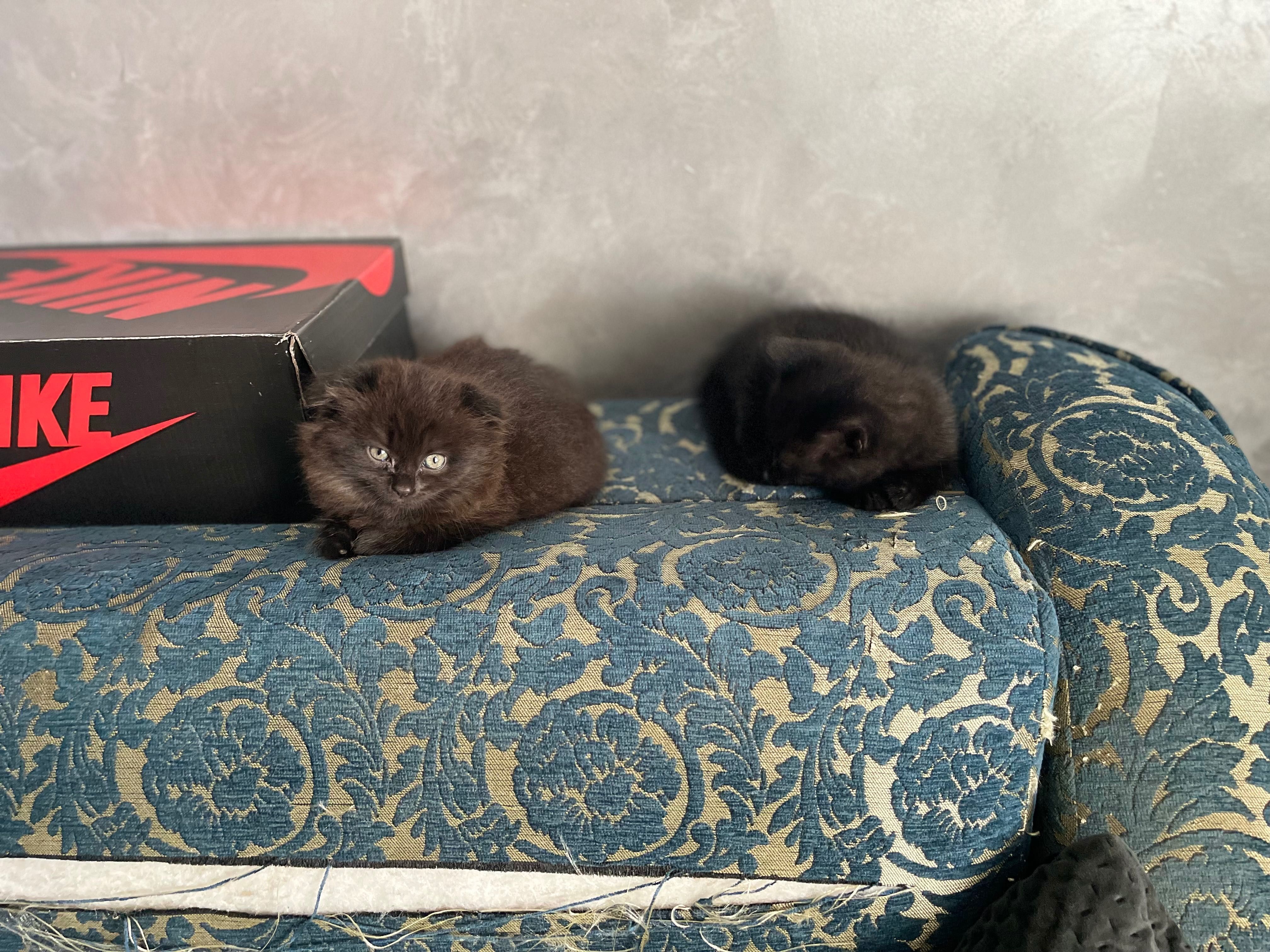 Віддам кошеня одне весловухе друге прямо вухе