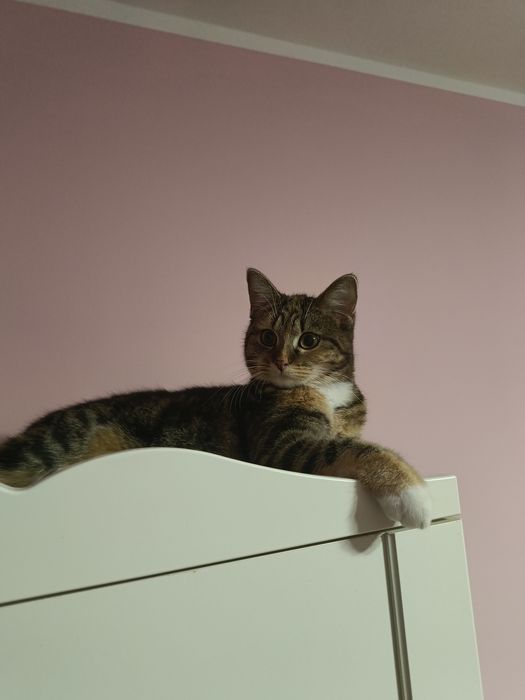 Oddam kotkę 2 letnią.