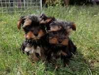Szczenię York Terrier