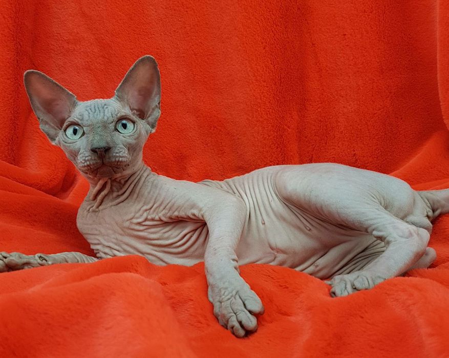 Канадский сфинкс Мальчик