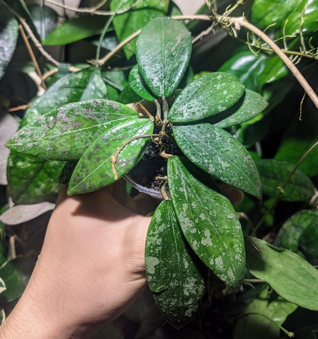 Hoya Wiberigae - sadzonki ukorzenione