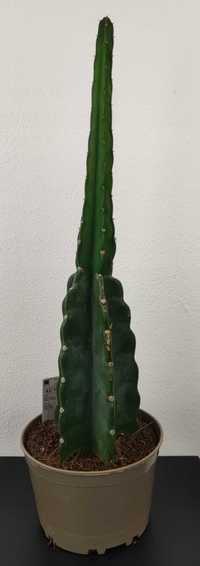 Kaktus Cereus Jamacaru Cuddly Cactus 60 cm