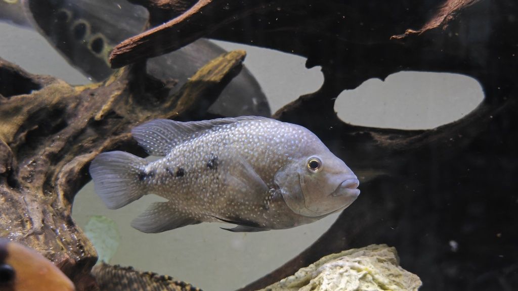 Herichthys tamasopensis pielęgnica unikat vieja