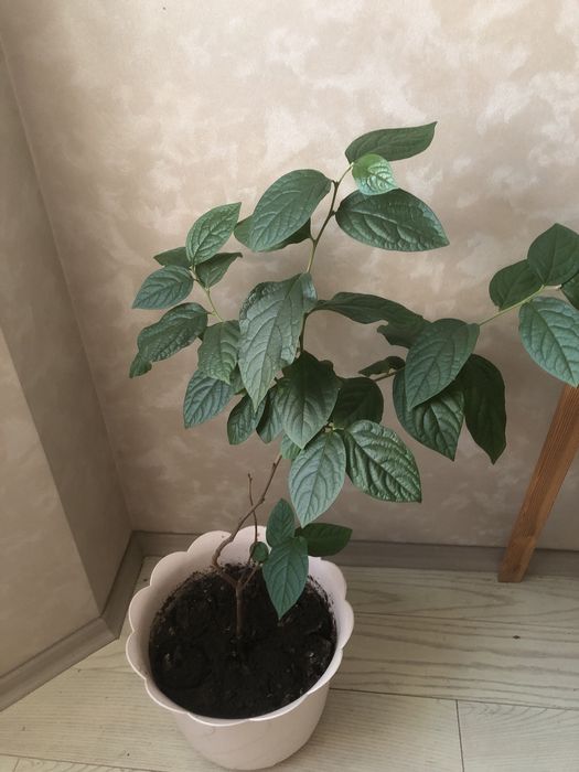 Продам дерево хурмы