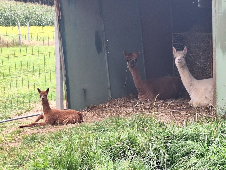 Alpaka  samica z cria