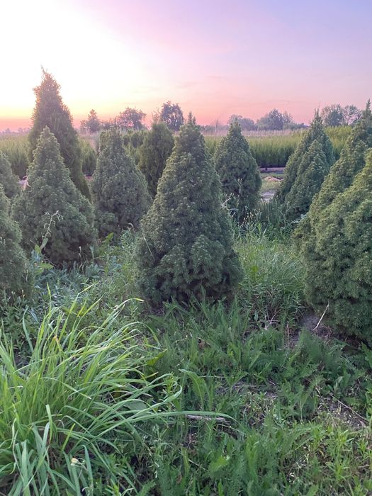 Tuja brabant, drzewa szczepione, krzewy szczepione,