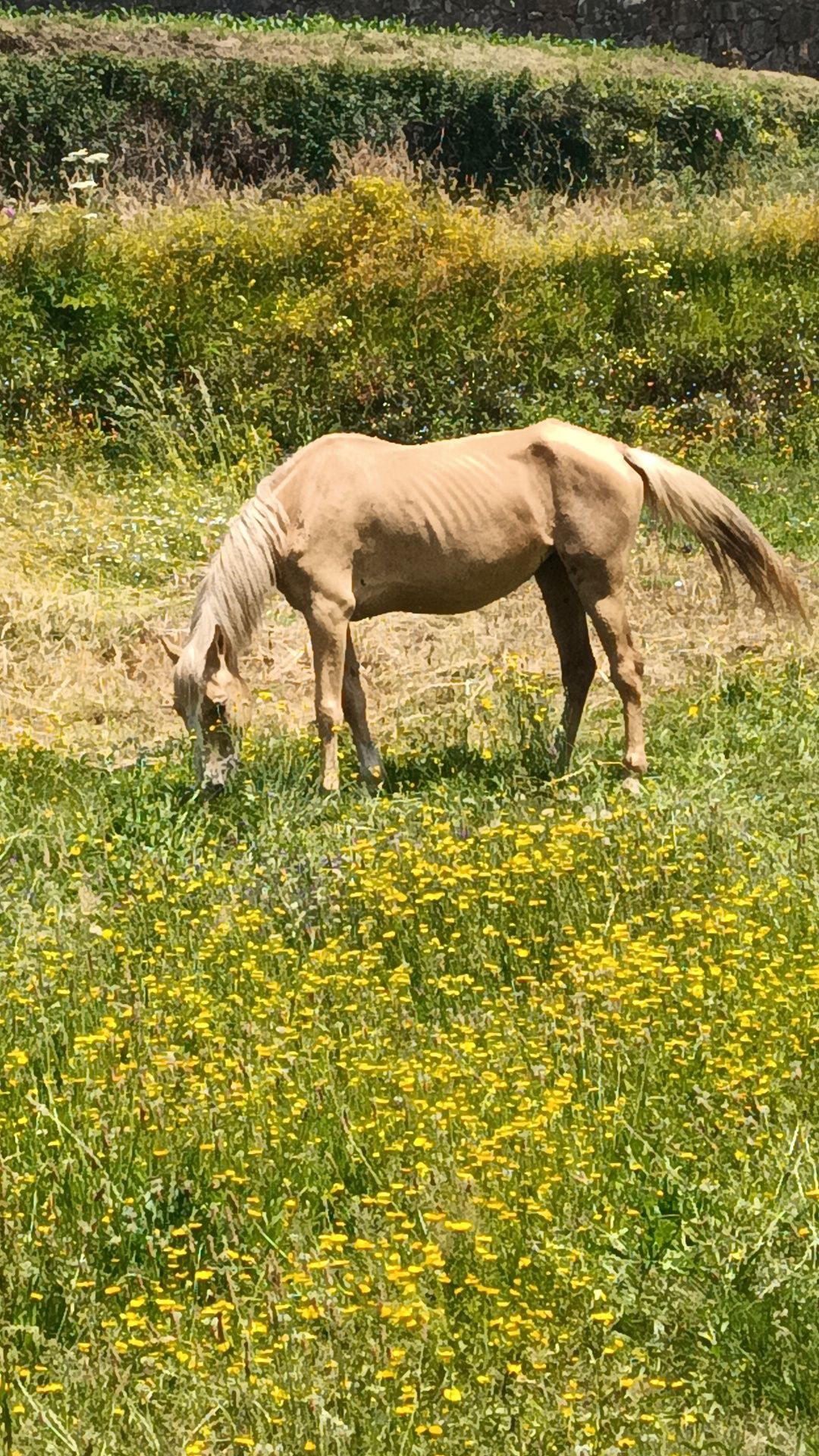 Cavalos para venda