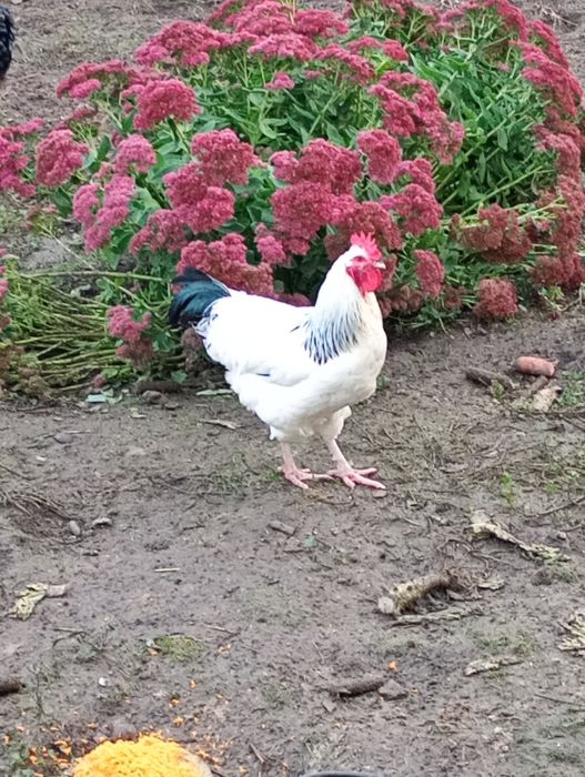 Koguty kogut, młode duże trzy sztuki