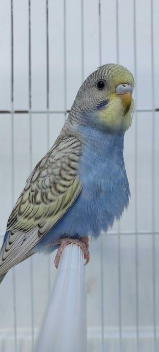 8 Periquitos australianos