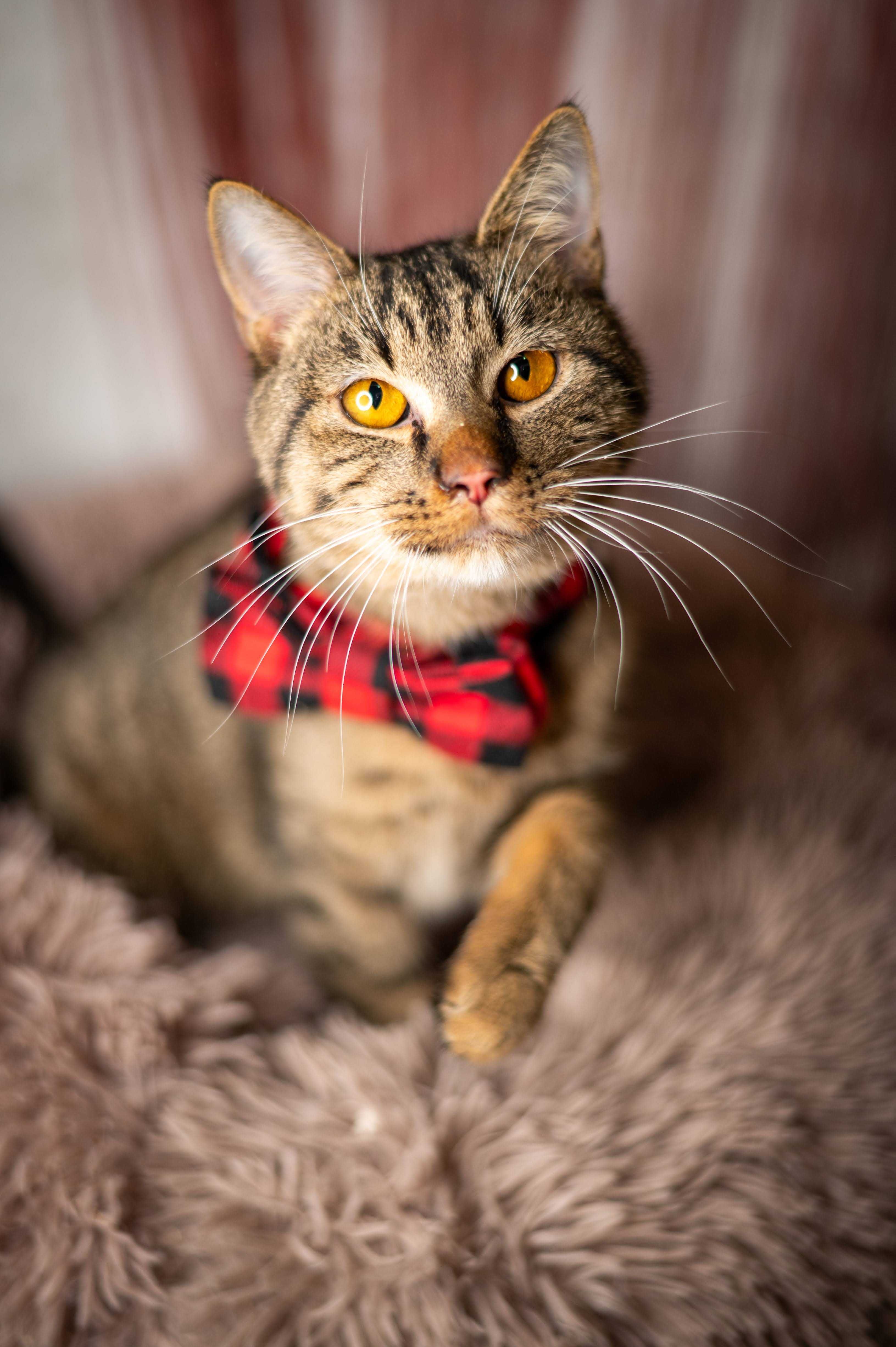 HAWRAN kocur do adopcji