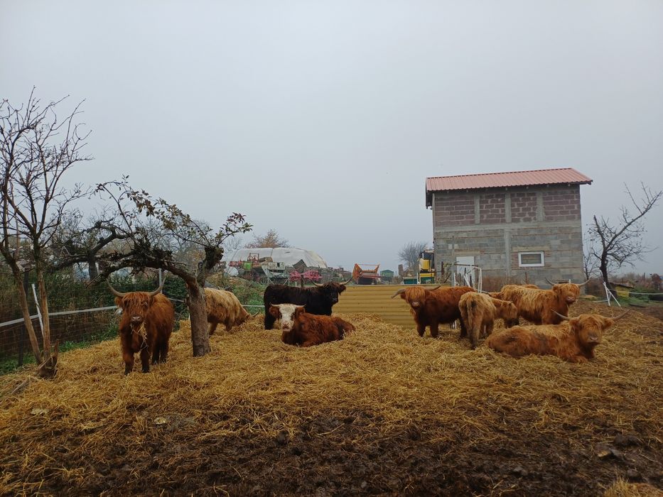 Bydło Highland Cattle jałówki