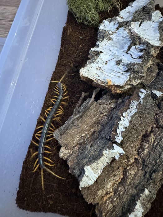 Skolopendra Gijant RedLeg