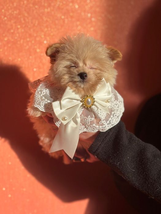 Цуценята дівчинка та хлопчик baby face