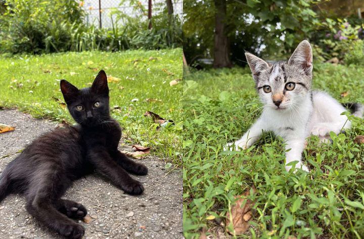 Kotki do adopcji
