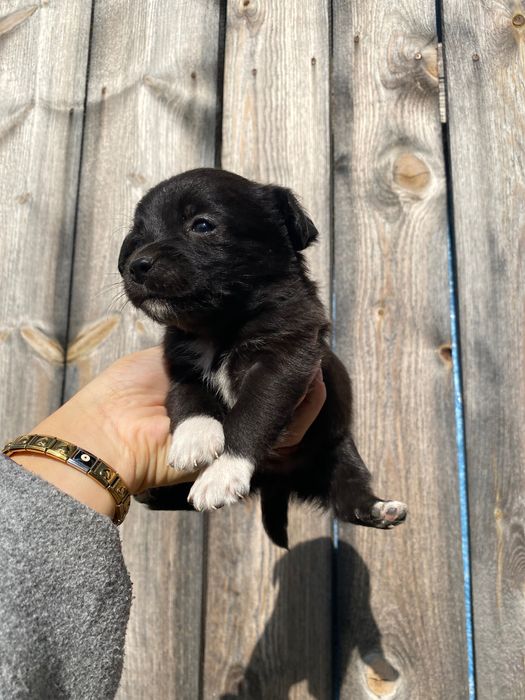 Oddam pieski Wirkowice