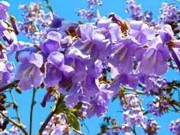 500 sementes de Paulownia Elongata