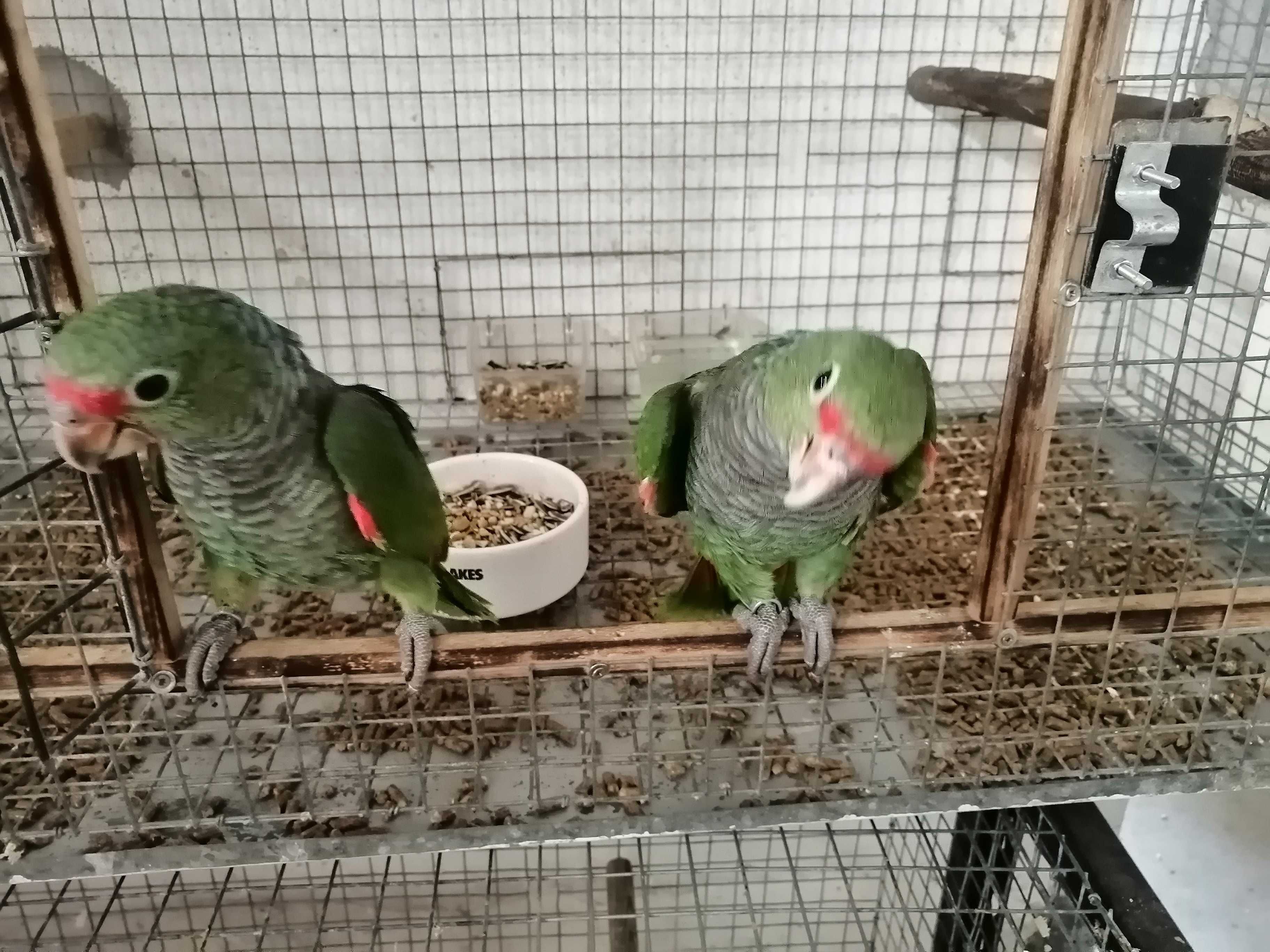 Casal  reprodutor amazona vinacea