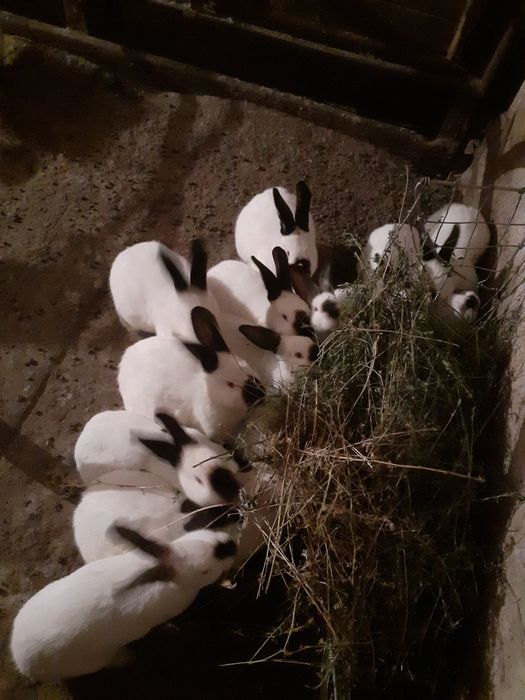 Продам кролі Каліфорнійські