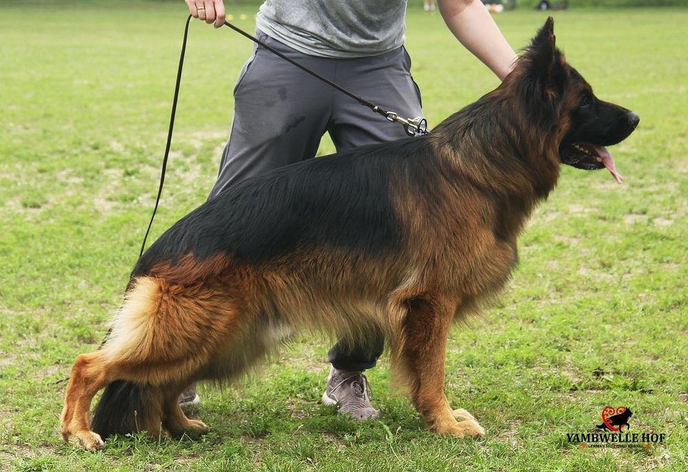 Цуценята німецької вівчарки . Запис