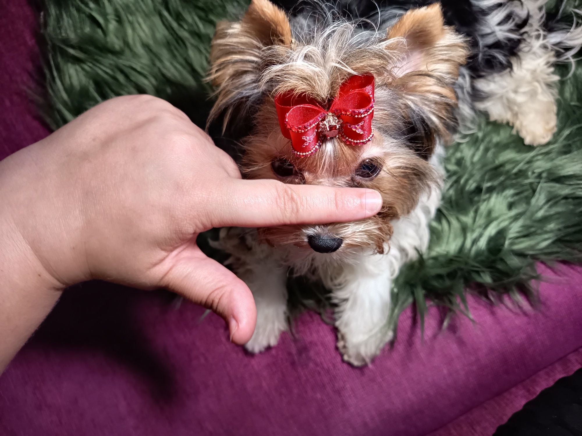 Najcudowniejszy Biewer Yorkshire Terrier- maleńki piesek gen Golddust