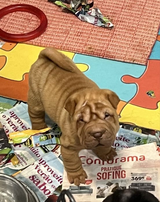 SharPei/ Shar Pei