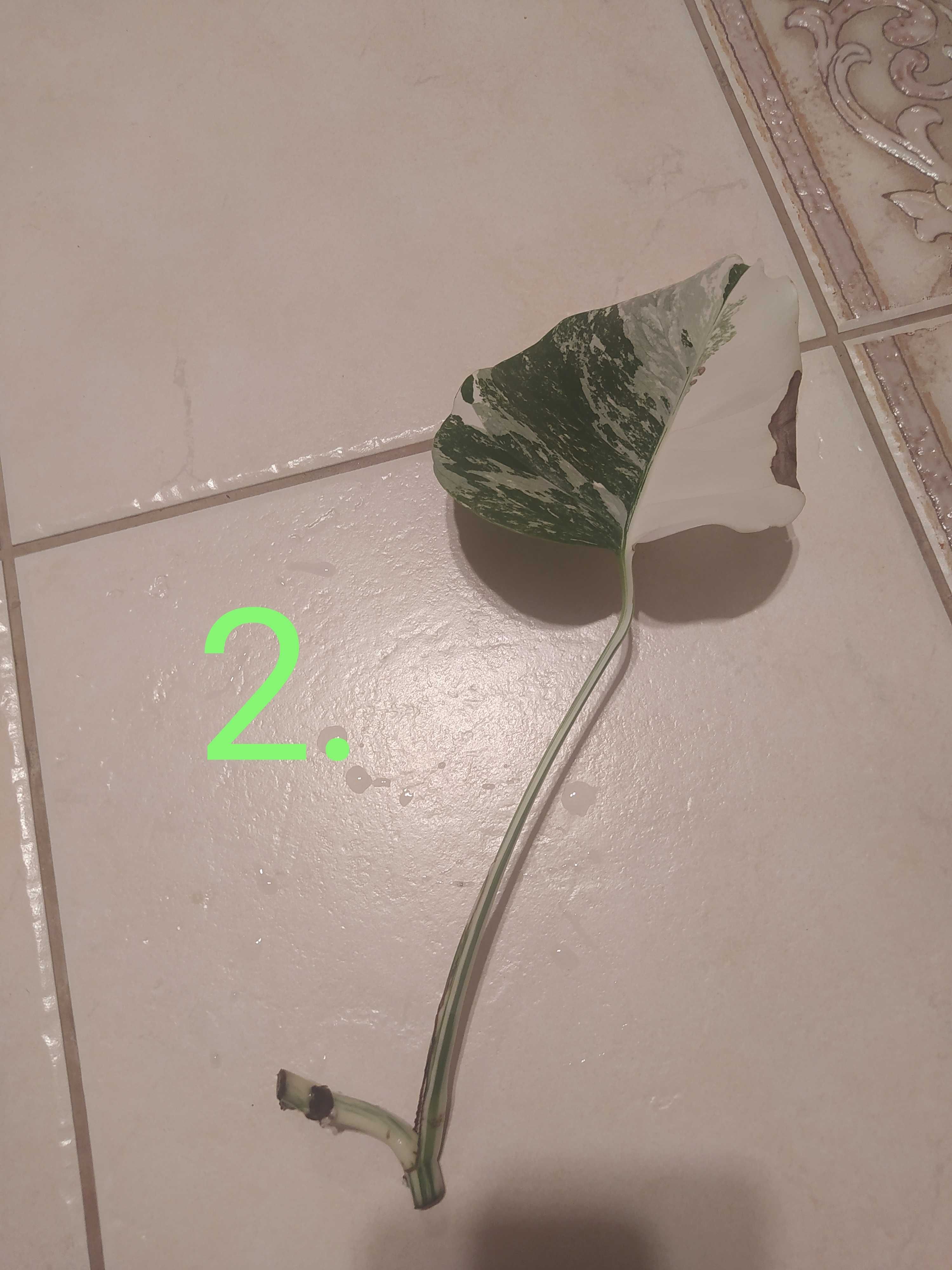 Monstera variegata