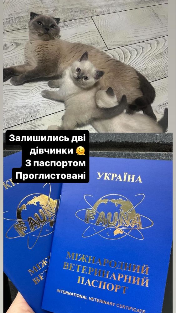 Шотландские котята