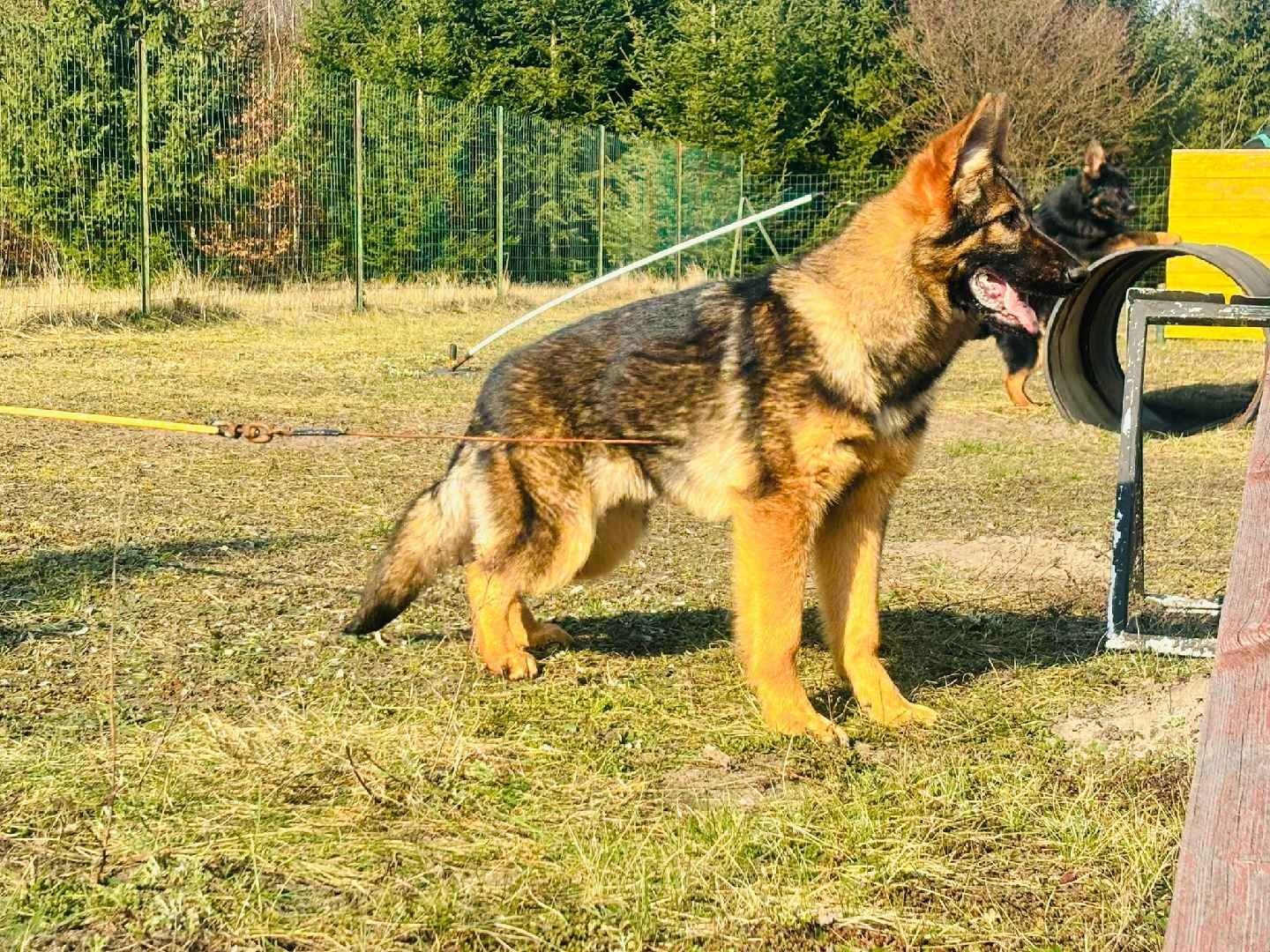 Owczarek niemiecki suczka czarna zaszczepiona odrobaczona śliczna