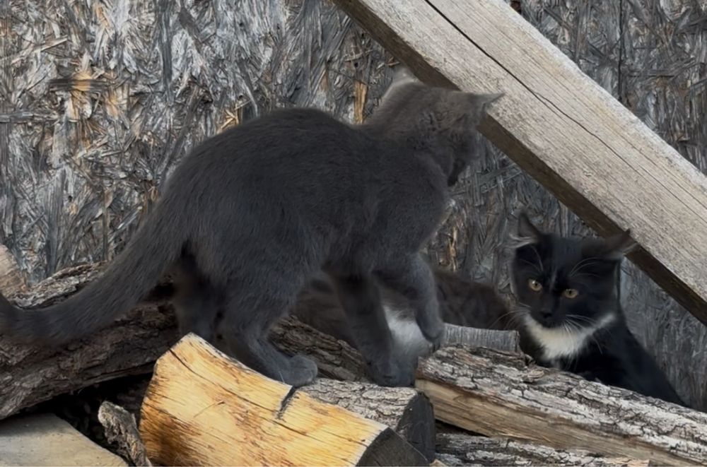 Кошенята, котик сірий