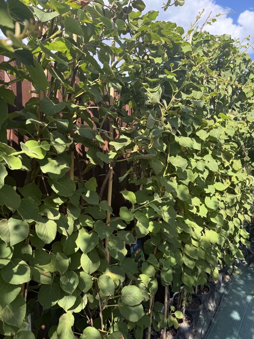 В продаже киви Италия ( Актинидия)