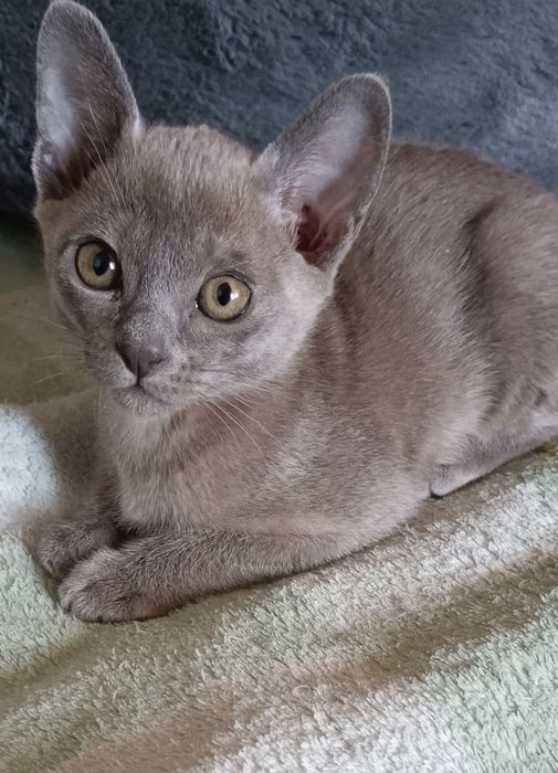 Кошенята породи бурма блакитні чудові хлопчики котики