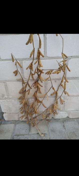 Посевная соя Хайстар