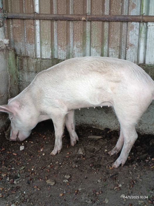 Porca Excelente Qualidade