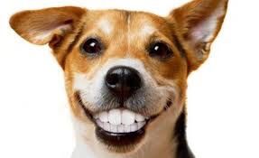 Чистка зубів /ультразвук для собак