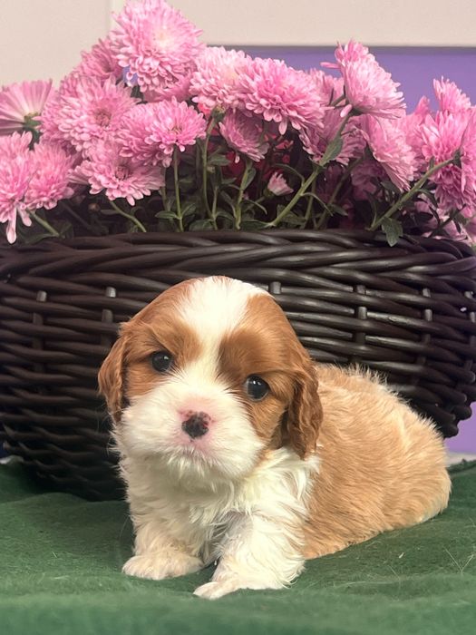 Щенки Кавалерчики)) Собака -компаньон.