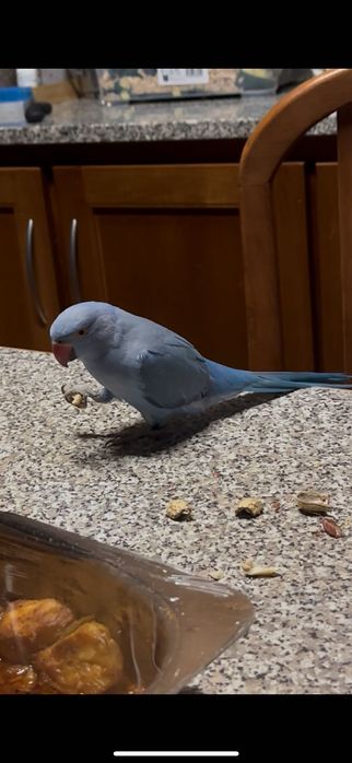 Ring neck azul Domesticado