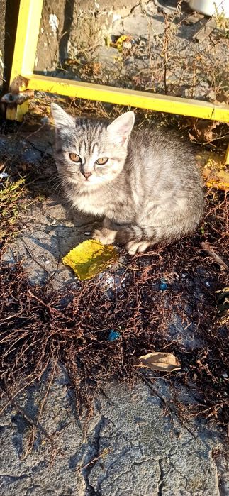 Кошенята котята в добрі руки