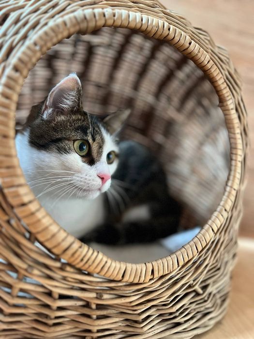 Готель для тварин перетримка зооготель