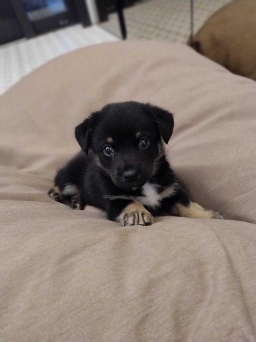 Szczeniak szuka domu