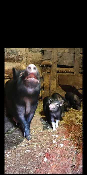 Свині поросята вєтнамські свинятка свинята свинки пацята