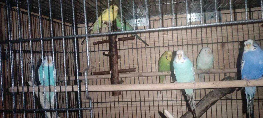 Papugi faliste 40 zl / szt