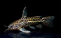 Kirys jaguar-  Liosomadoras oncinus