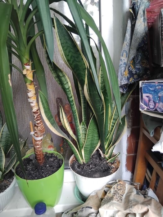 Сансевиерия трёхполосная Сансев'єрія Sansevieria трисмугова
рослина